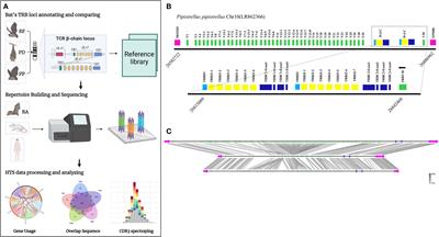 New insights into the germline genes and CDR3 repertoire of the TCRβ chain in Chiroptera